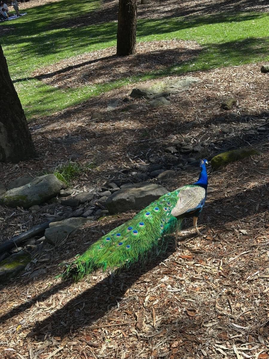 Keluarga Rini Yulianti jalan-jalan di Auburn Botanic Gardens
