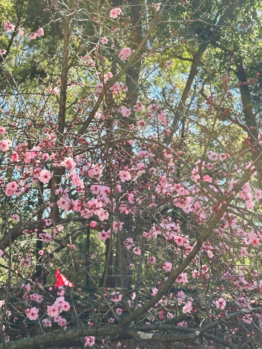 Keluarga Rini Yulianti jalan-jalan di Auburn Botanic Gardens