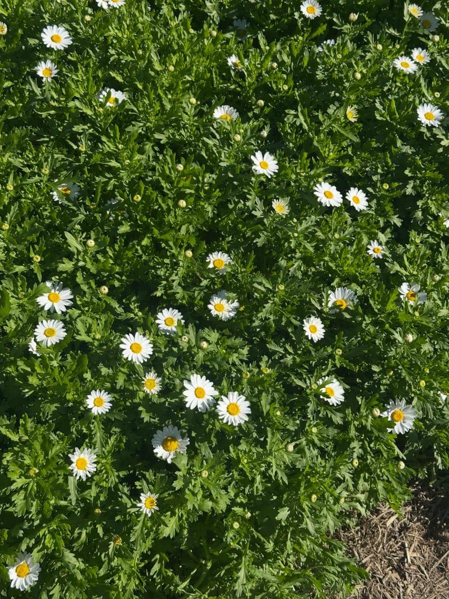 Keluarga Rini Yulianti jalan-jalan di Auburn Botanic Gardens