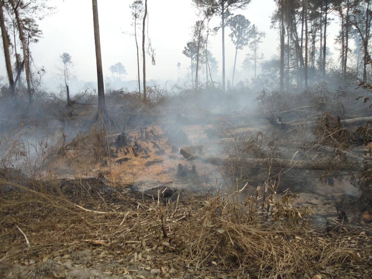 Penyebab Bara Api Bisa Bertahan di Bawah Tanah Berbulan-bulan