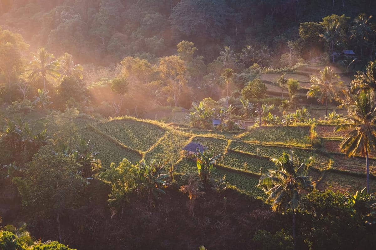 ilustrasi area persawahan dan perkebunan