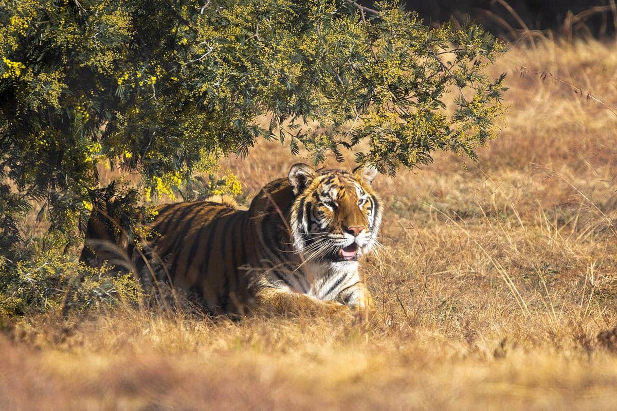 Harimau