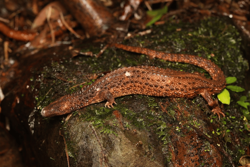 biawak tanpa telinga