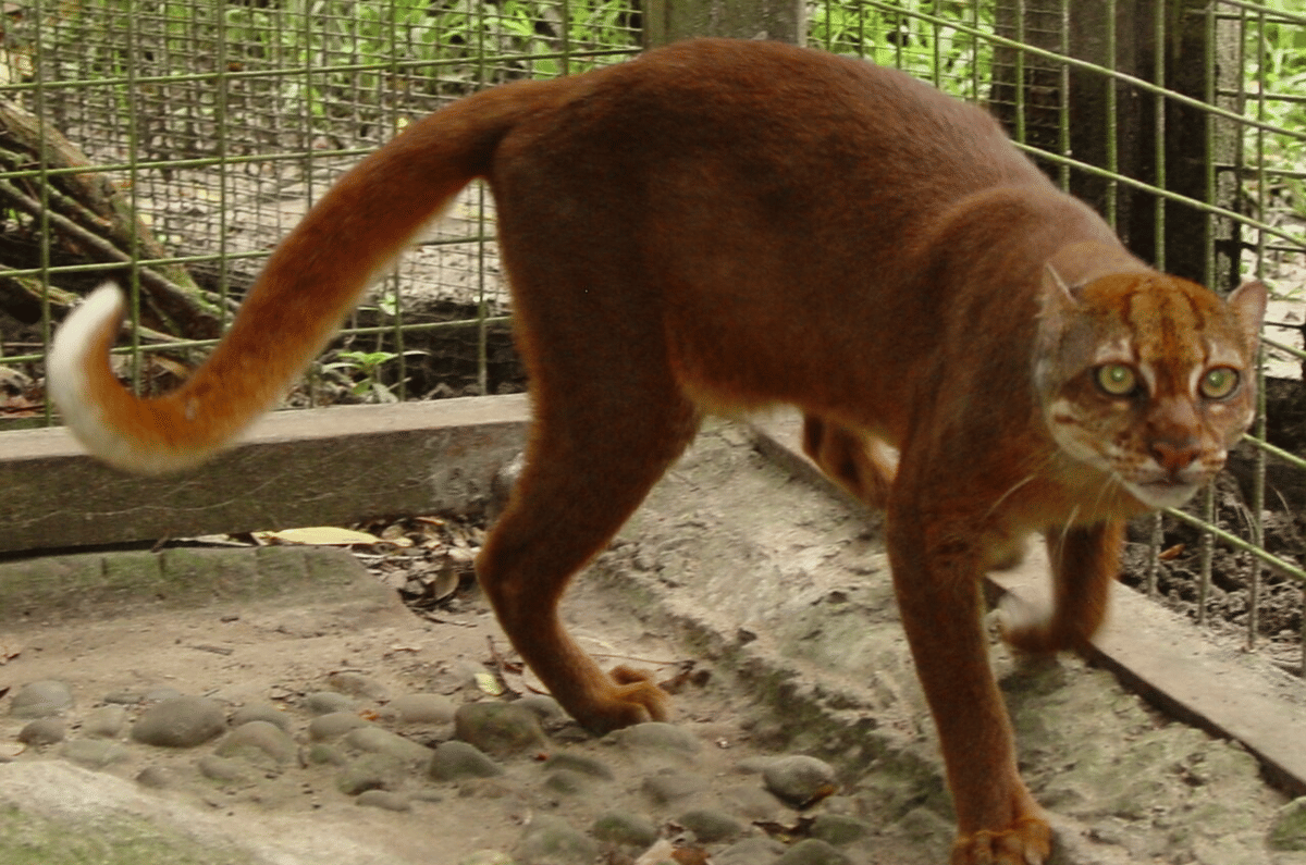 kucing merah
