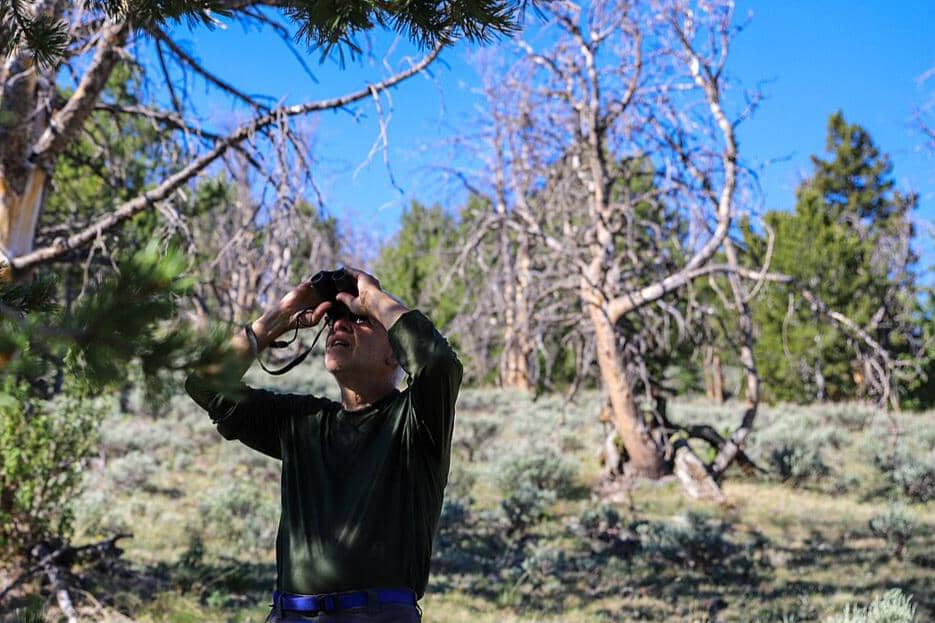 Hutan pinus kulit putih (Pinus albicaulis) mengalami penurunan di sebagian besar wilayah di Amerika Utara bagian barat karena efek dari patogen Cronartium ribicola, kebakaran hutan, dan perubahan iklim.