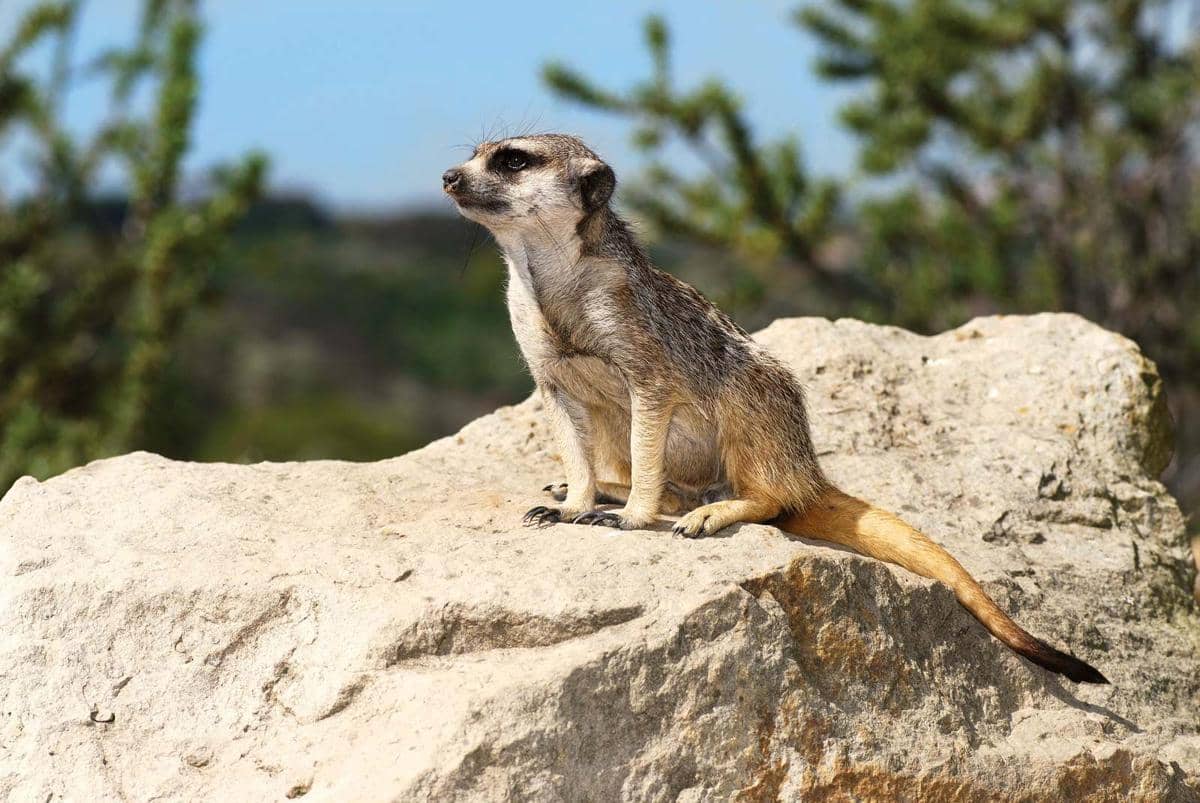 ilustrasi meerkat