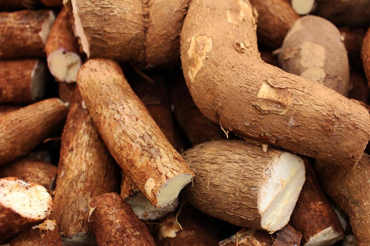 5 Tips Menyimpan Singkong agar Awet dan Gak Cepat Busuk