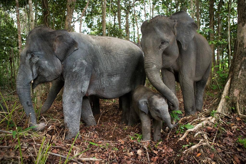 gajah-gajah yang ada di Way Kambas
