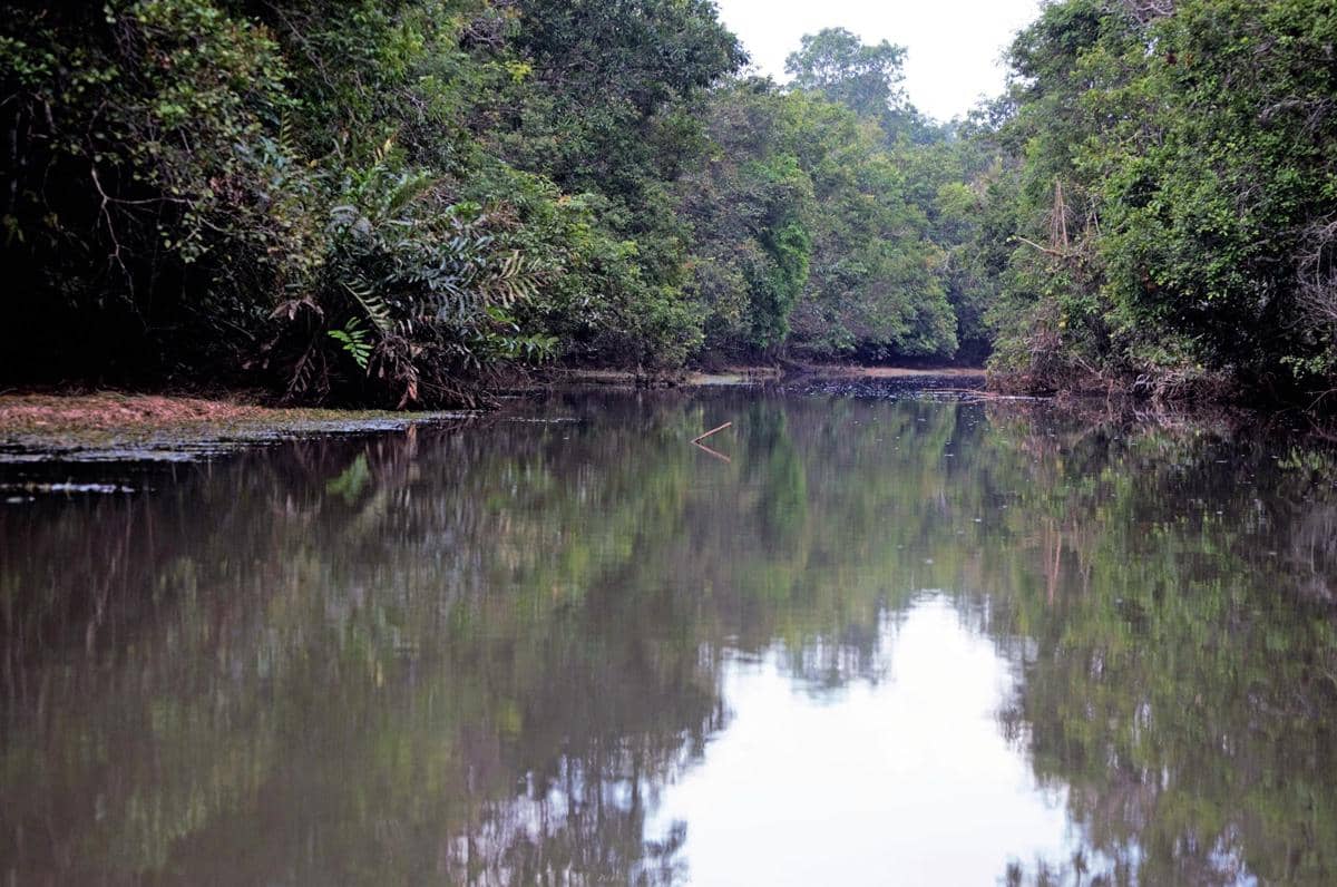 sungai di Taman Nasional Way Kambas