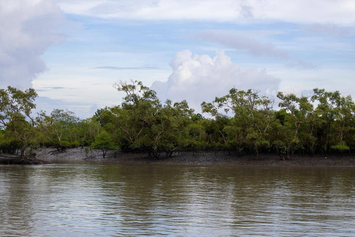 hutan mangrove Sundarbans