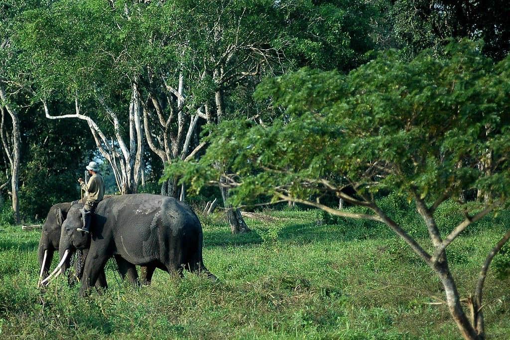 5 Fakta Taman Nasional Way Kambas, Bukan Sekadar Rumah bagi Gajah Sumatera