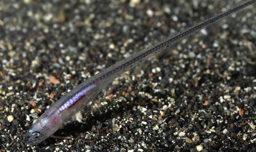 ikan mutiara