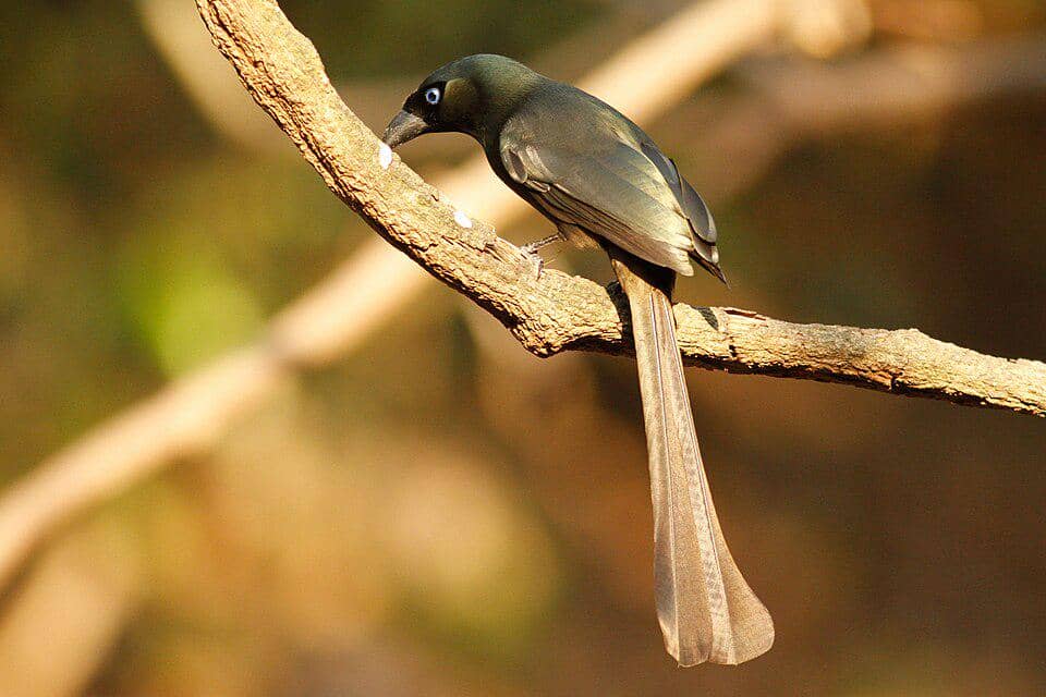 5 Fakta Racket Tailed Treepie, Tangkar Centrong Penghuni Hutan Tropis