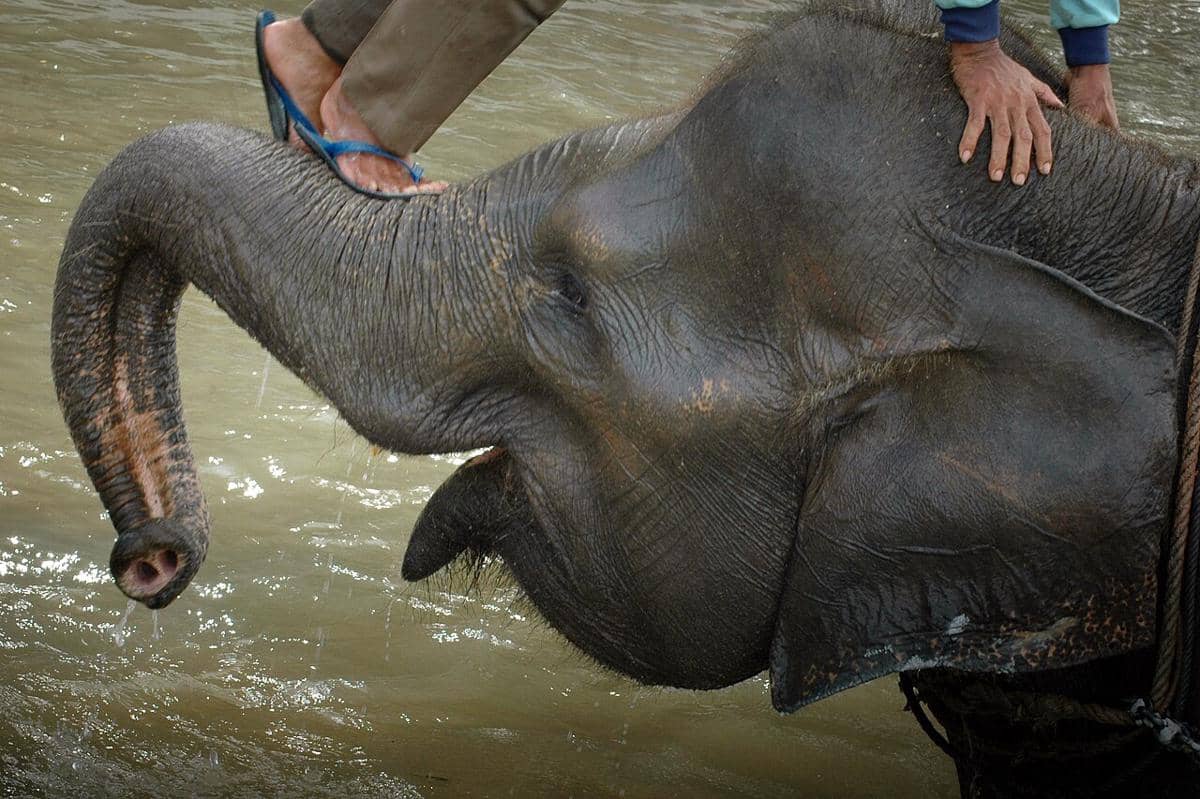 Gajah Sumatera