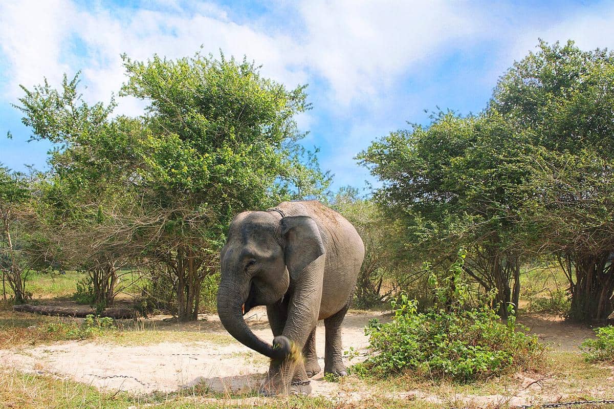 5 Daya Tarik Way Kambas, Pusat Konservasi Gajah Pertama di Indonesia