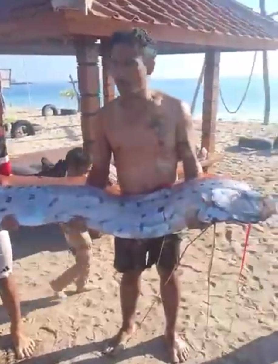 Heboh Kemunculan Ikan Oarfish di Lombok, Ini Penjelasan DKP NTB!