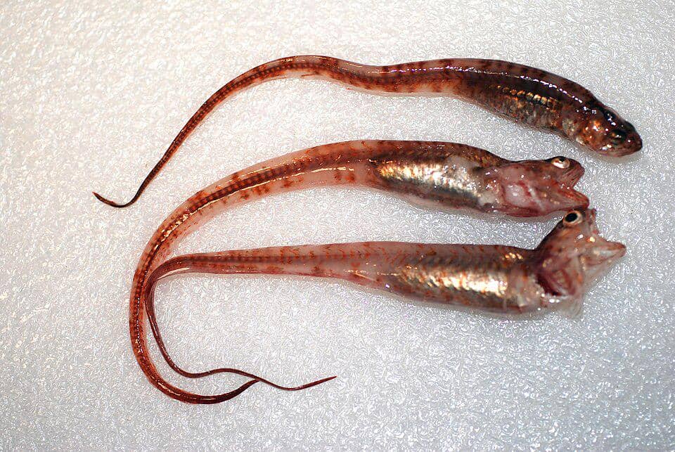ikan mutiara