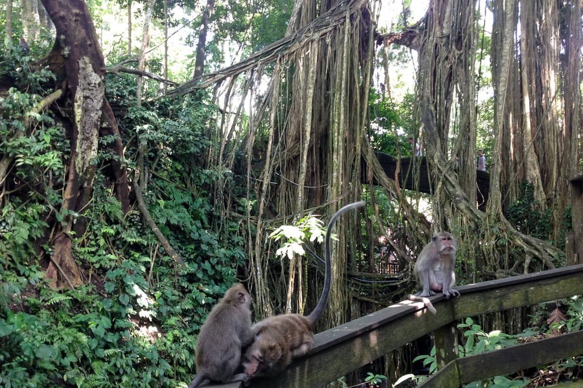 Monkey Forest di Ubud (dok.pribadi/Natalia Indah)