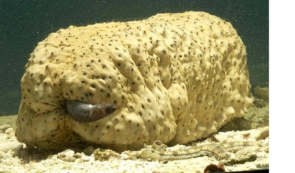 Ikan mutiara menumpang hidup di dalam tubuh teripang.