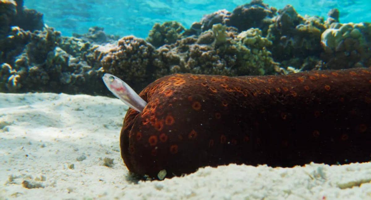 Ikan mutiara menumpang hidup di dalam tubuh teripang.