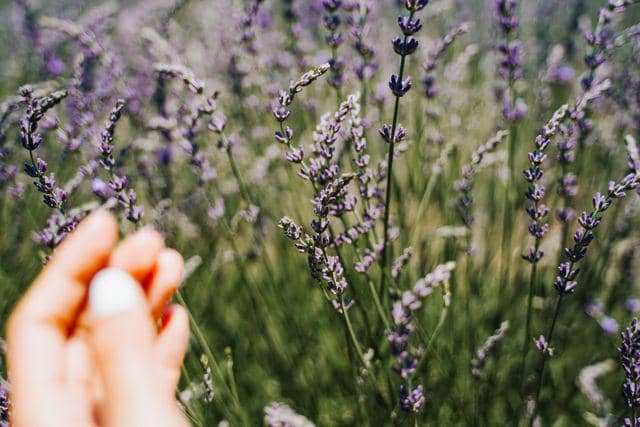 Ilustrasi tanaman lavender