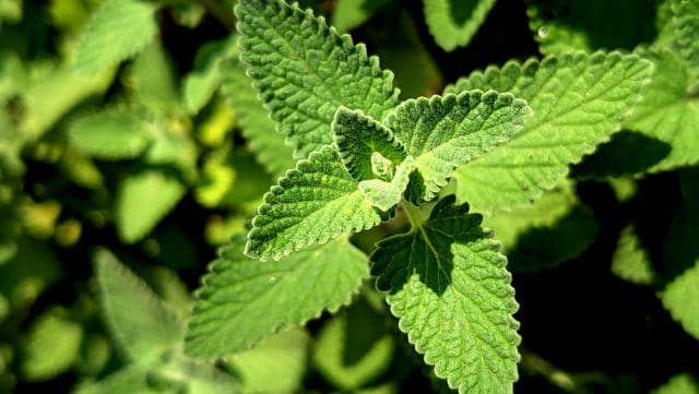 Ilustrasi aroma mint