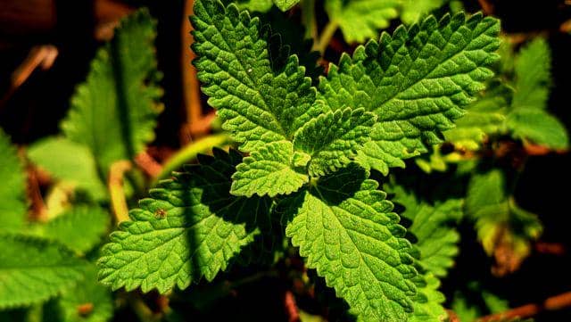 Ilustrasi lemon balm