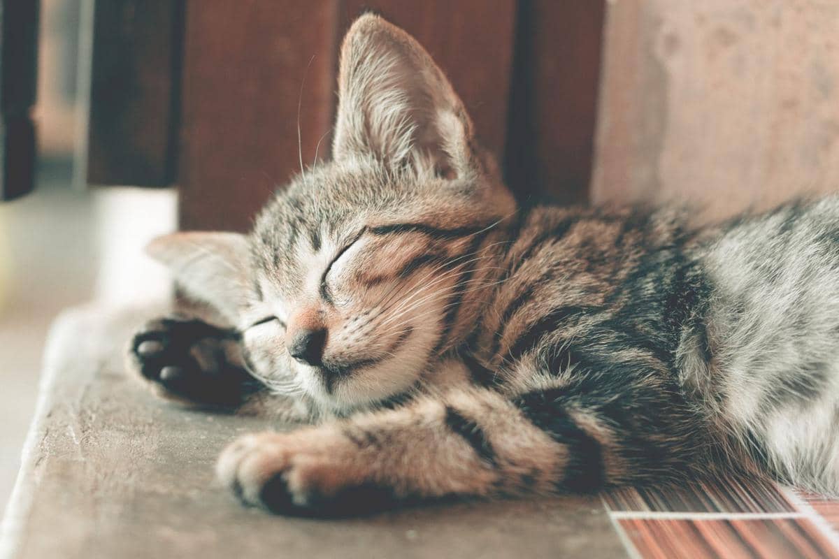 ilustrasi kucing tidur