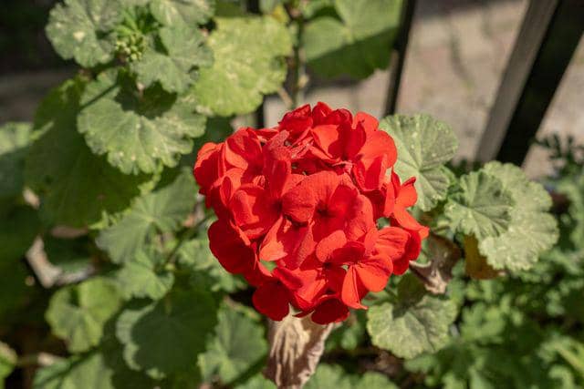 Ilustrasi tanaman geranium