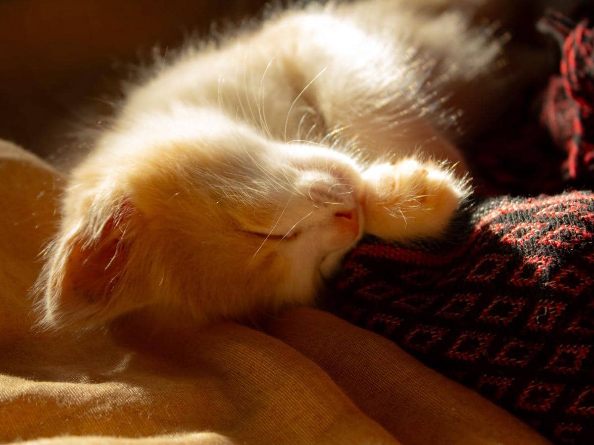 ilustrasi kucing tidur