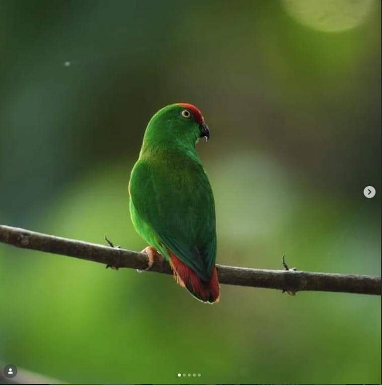 salah satu burung endemik Maluku Utara