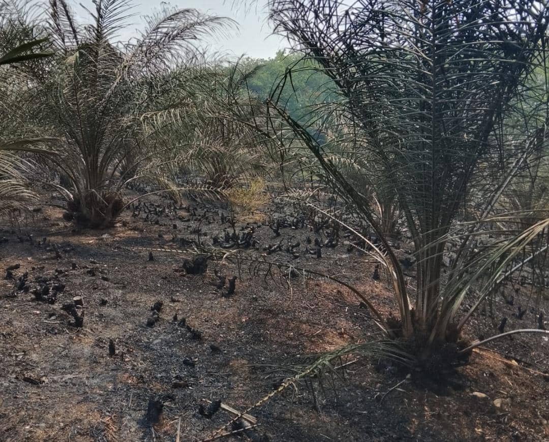 Area perkebunan tebu PTPN VII Cinta Manis terbakar dan merembet ke lahan warga.
