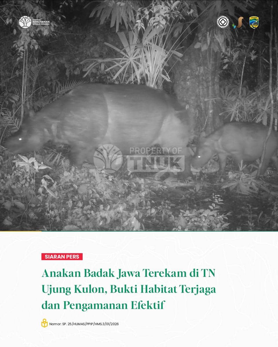 potret badak Jawa yang terekam di Taman Nasional Ujung Kulon