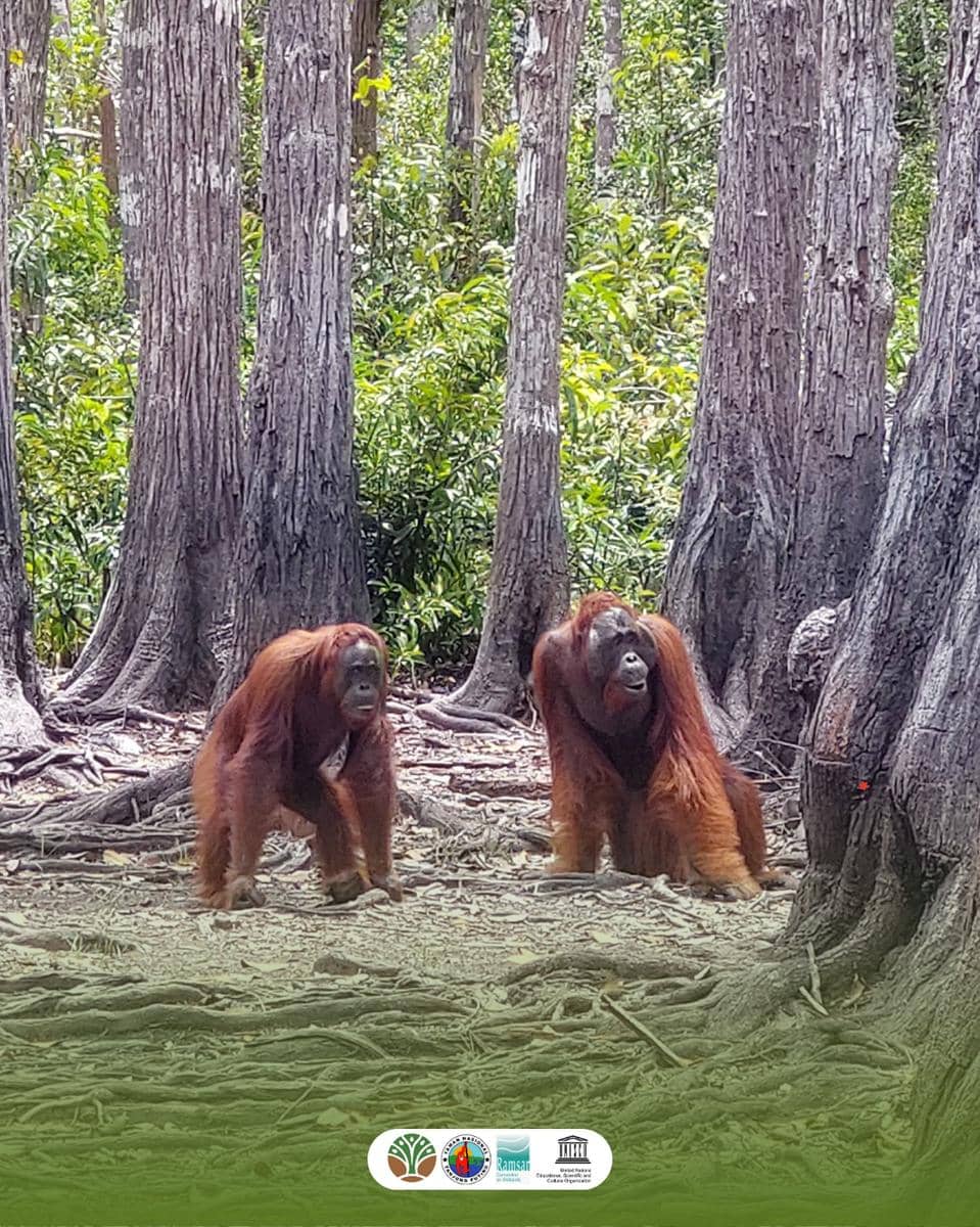 potret orangutan di Taman Nasional Tanjung Puting