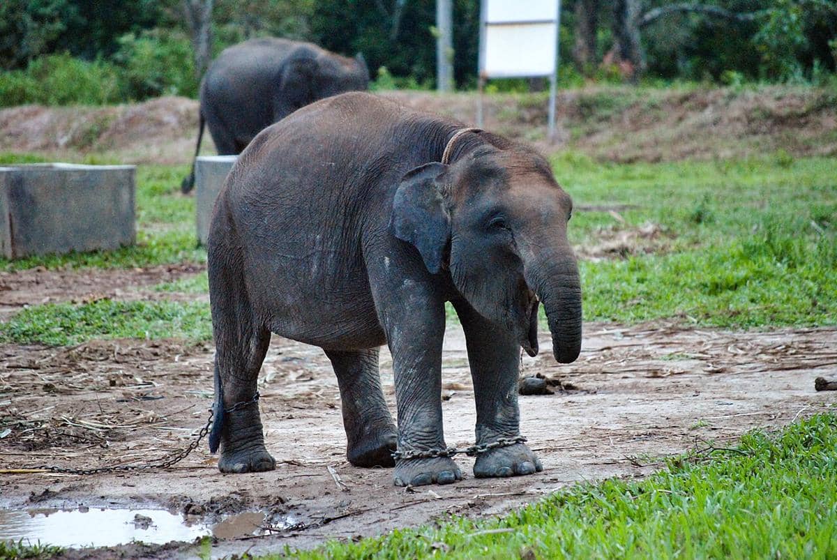 Gajah Sumatera