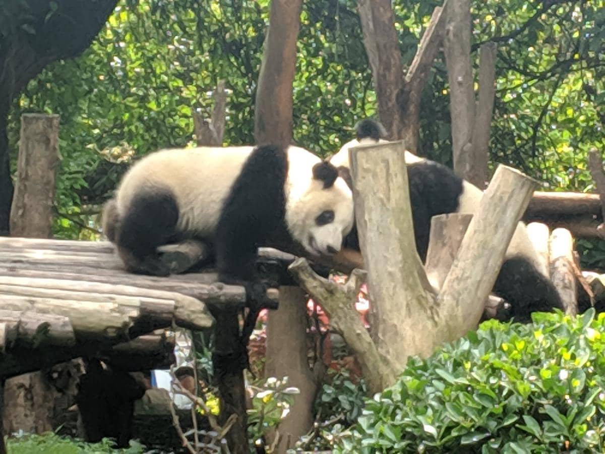 Chengdu Research Base of Giant Panda Breeding