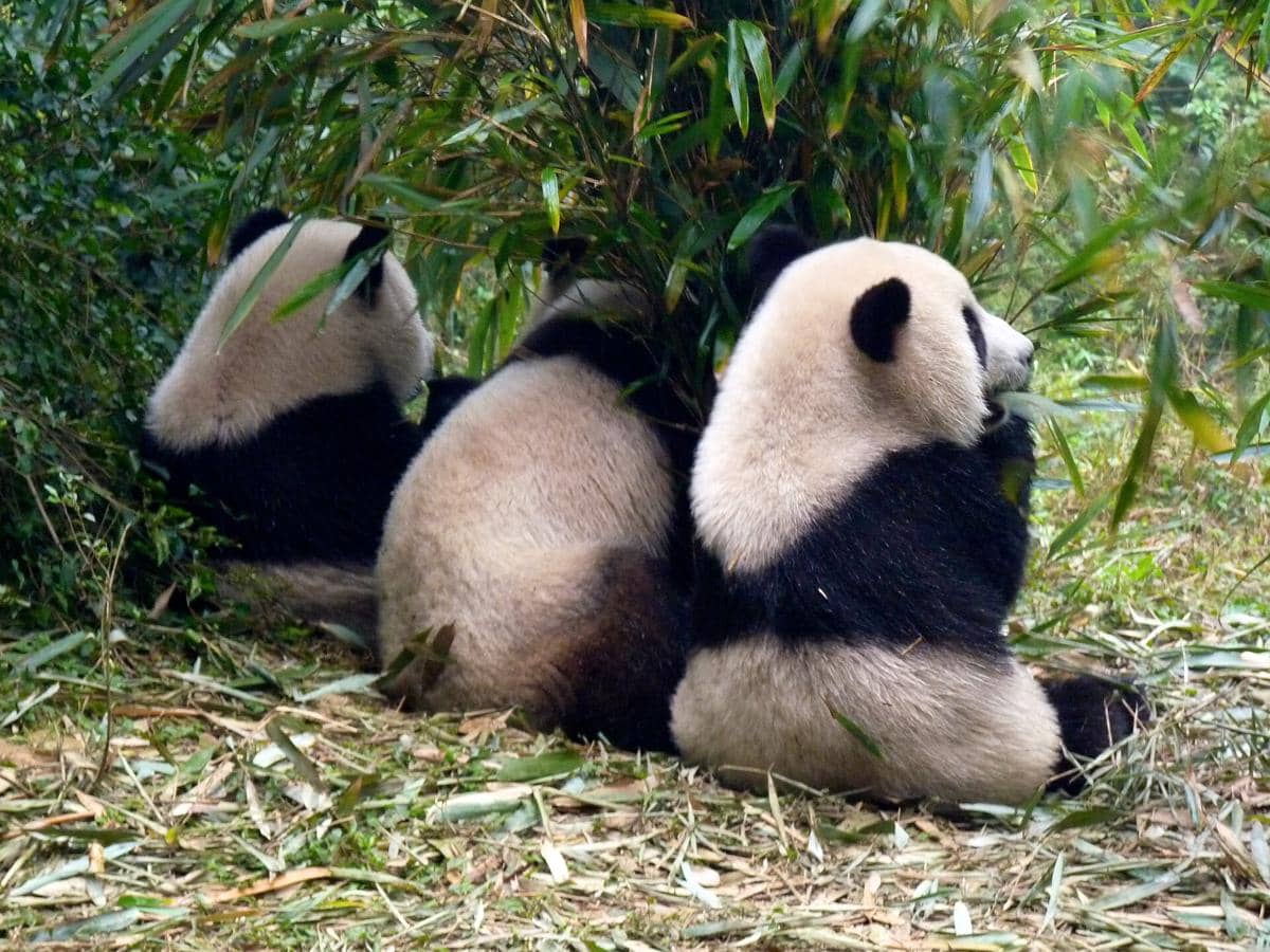 Chengdu Research Base of Giant Panda Breeding