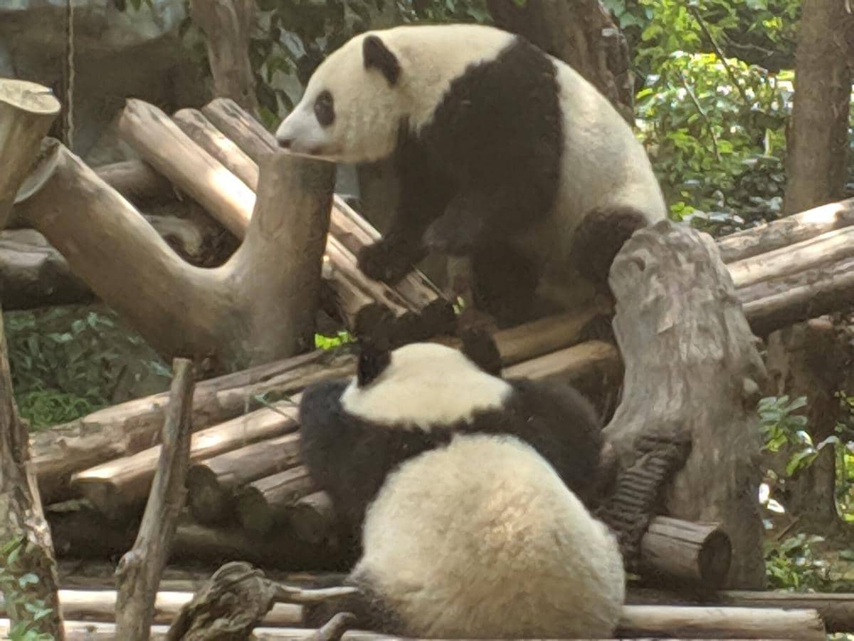 Chengdu Research Base of Giant Panda Breeding