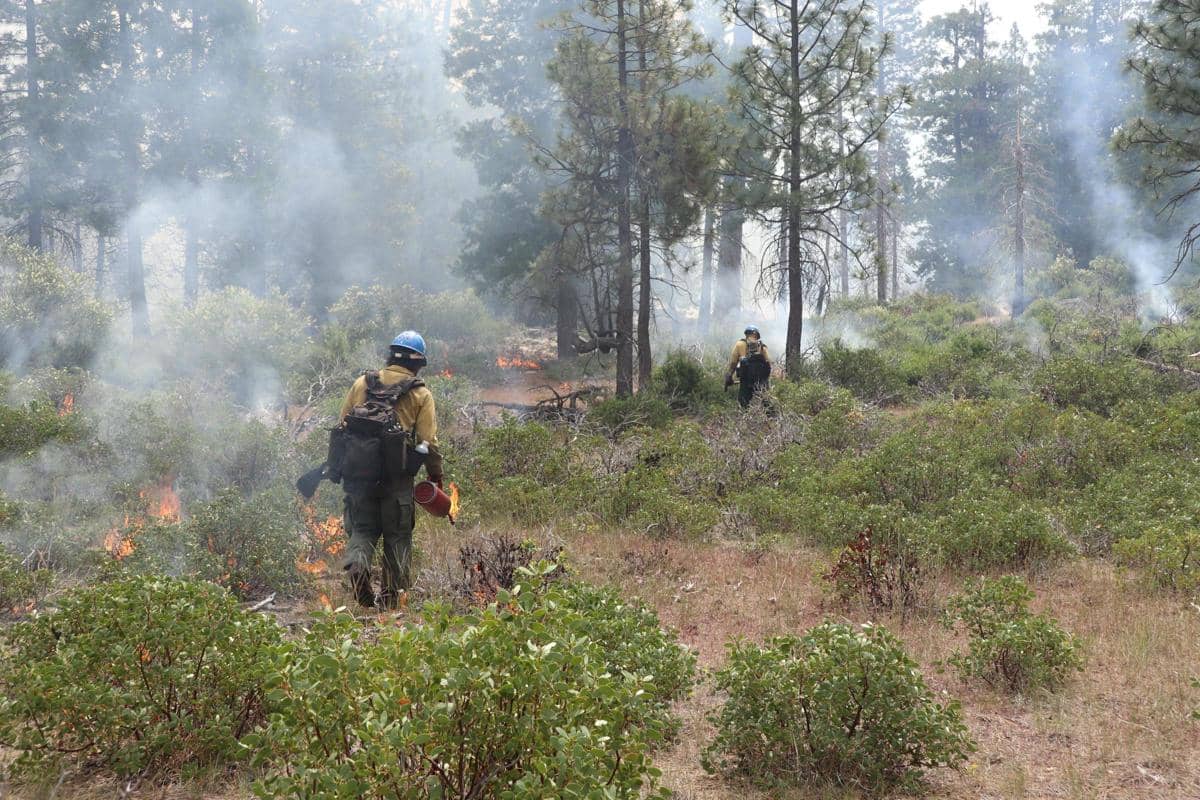 Petugas pemadam kebakaran menggunakan melakukan pembakaran terkontrol di Cedar Grove, Taman Nasional Kings Canyon.