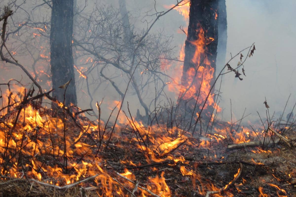 Api dulunya secara alami membersihkan semak belukar di hutan pinus di Cape Cod. Di sini, pembakaran terkontrol di area Holland Hill Barrens di Kota Mashpee, Suaka Margasatwa Nasional Mashpee, dilakukan untuk membersihkan semak belukar yang tumbuh berlebihan di bawah pohon pinus.
