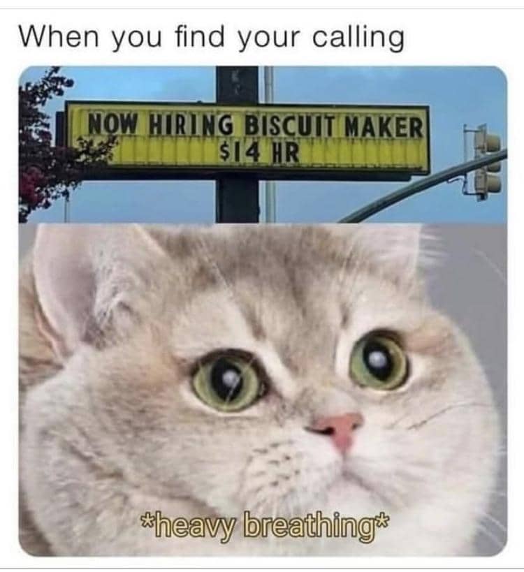 meme kucing tentang biskuit