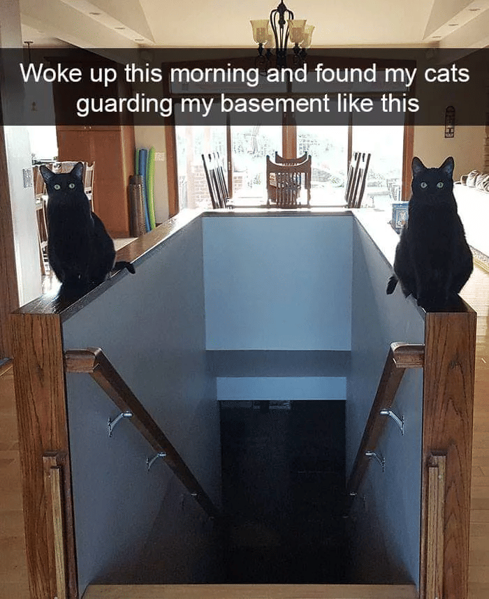 meme kelakuan kucing pagi hari