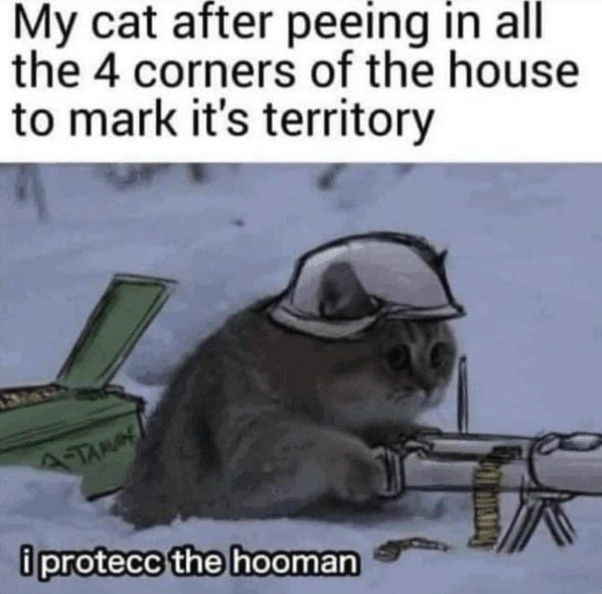 meme kucing melindungi sesuatu