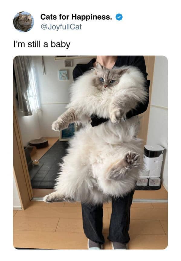 meme kucing tentang bayi