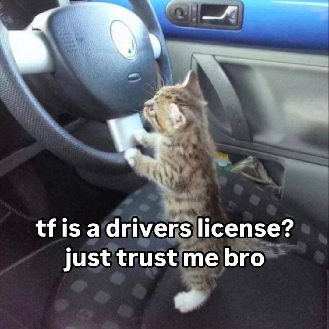 meme kucing dan mobil