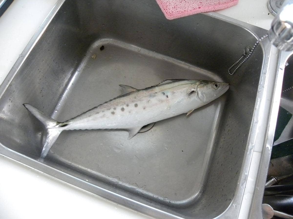 ilustrasi ikan tenggiri