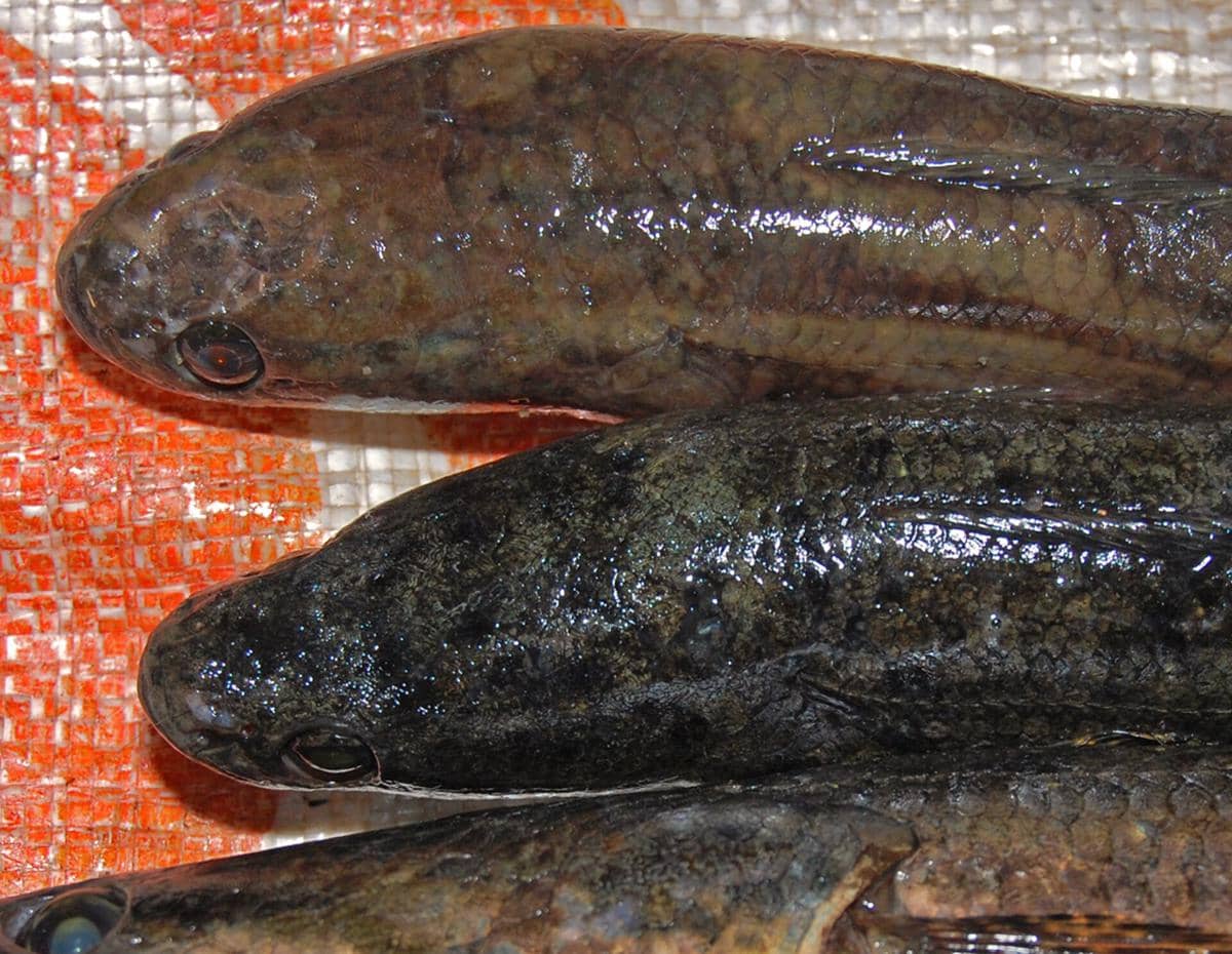 ilustrasi ikan gabus