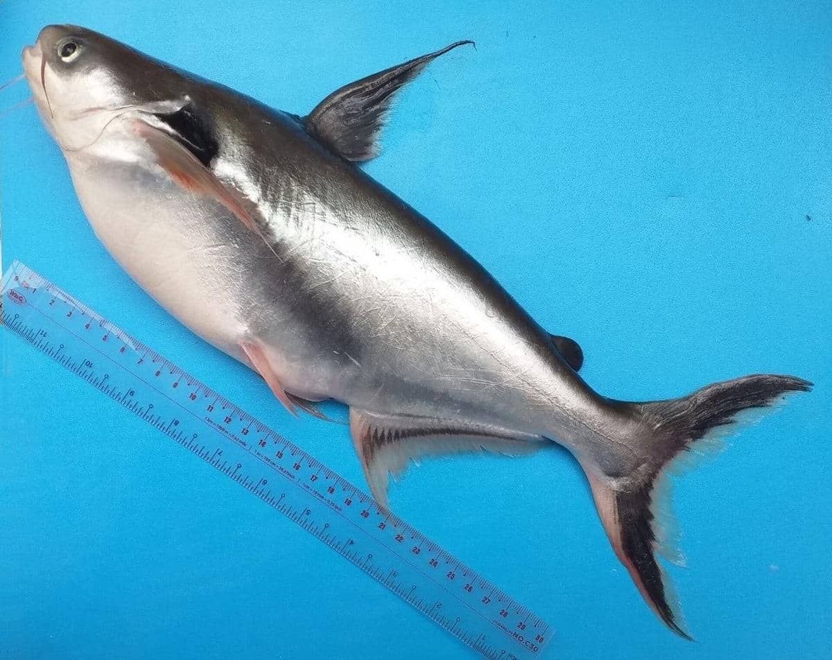 ilustrasi ikan patin