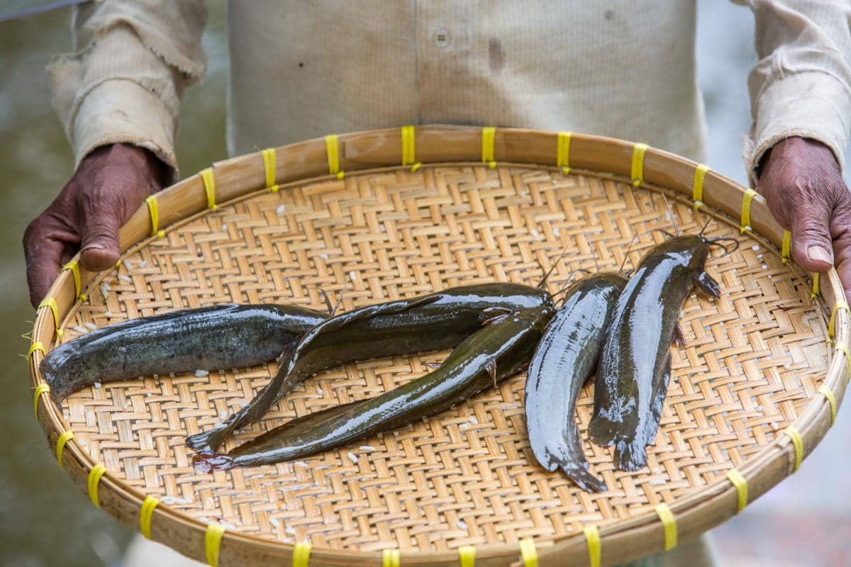 ilustrasi ikan lele
