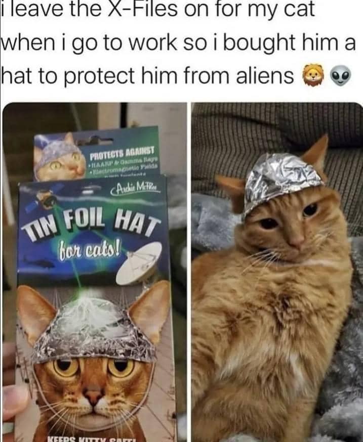 meme kucing melindungi sesuatu